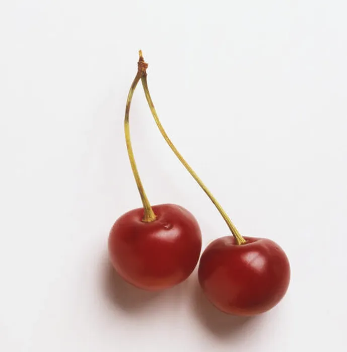 Framed Print : Cerasus sp. two red Duke Cherries Framed Print : Cerasus sp. two red Duke Cherries