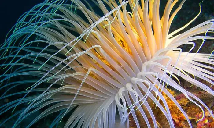 Framed Print : Ceriantharia, Cerianthus membranaceus Framed Print : Ceriantharia, Cerianthus membranaceus