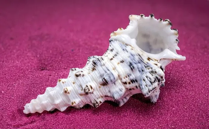 Framed Print : Cerithium nodulosum gastropod mollusk on red sand background Framed Print : Cerithium nodulosum gastropod mollusk on red sand background