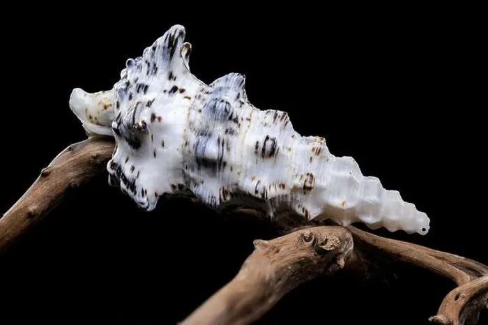 Framed Print : Cerithium Nodulosum Shell Display on driftwood Framed Print : Cerithium Nodulosum Shell Display on driftwood