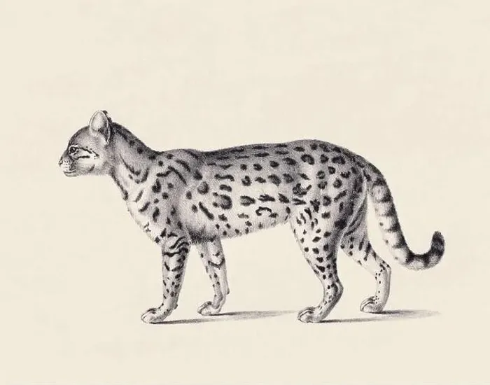 Framed Print : Ceylon cat illustration. Pencil sketch of a Ceylon cat isolated on an aged beige background Framed Print : Ceylon cat illustration. Pencil sketch of a Ceylon cat isolated on an aged beige background