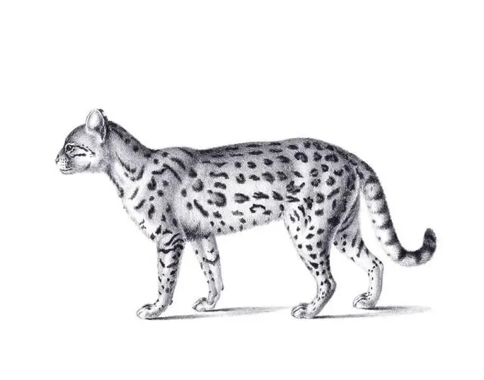 Framed Print : Ceylon cat illustration. Pencil sketch of a Ceylon cat isolated on a plain white background Framed Print : Ceylon cat illustration. Pencil sketch of a Ceylon cat isolated on a plain white background