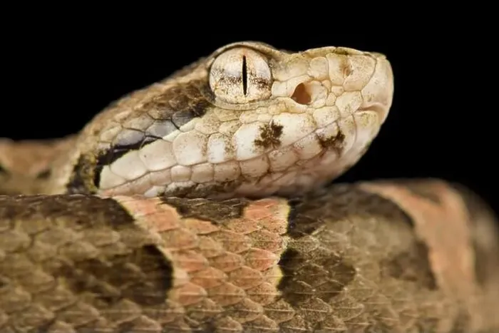 Framed Print : Chaco lance head (Bothropoides diporus) Framed Print : Chaco lance head (Bothropoides diporus)