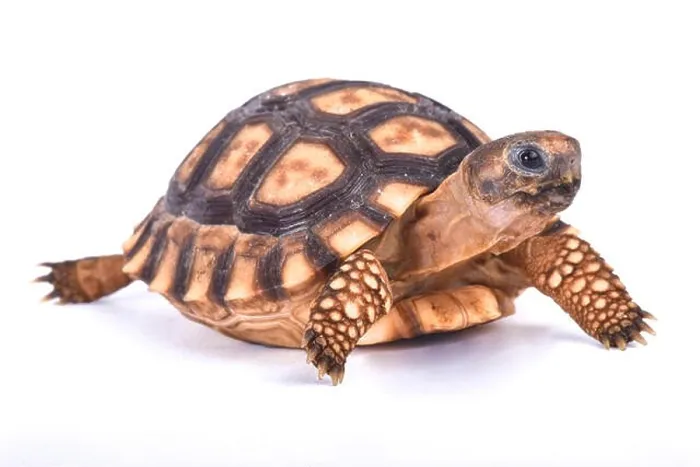 Framed Print : Chaco tortoise, Chelonoidis chilensis Framed Print : Chaco tortoise, Chelonoidis chilensis