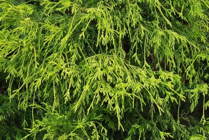 Framed Print : Chamaecyparis pisifera Filifera - False Cypress tree Framed Print : Chamaecyparis pisifera Filifera - False Cypress tree