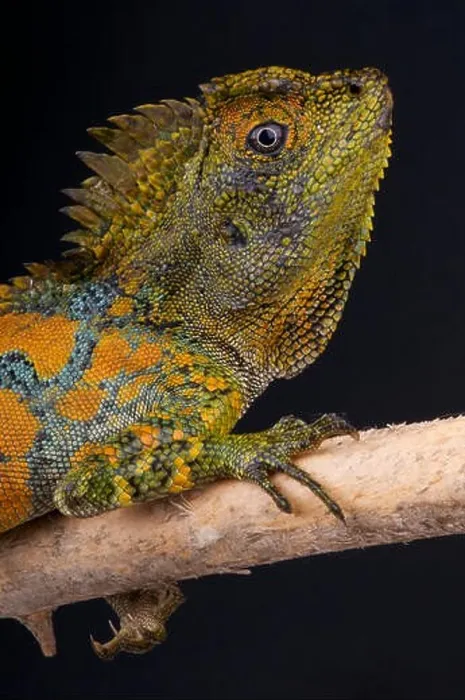 Framed Print : Chameleon agama / Gonocephalus chamaeleontinus Framed Print : Chameleon agama / Gonocephalus chamaeleontinus