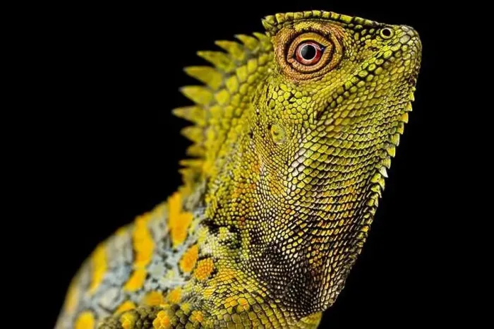 Framed Print : Chameleon Agama male (Gonocephalus chamaeleontinus) Framed Print : Chameleon Agama male (Gonocephalus chamaeleontinus)