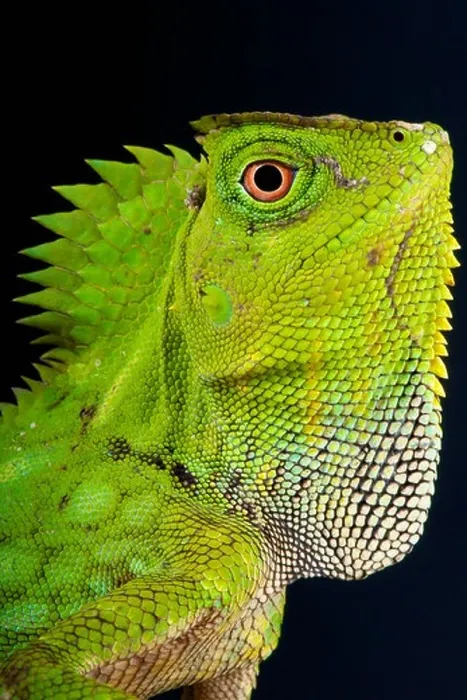 Framed Print : Chameleon forest dragon / Gonocephalus chamaeleontinus Framed Print : Chameleon forest dragon / Gonocephalus chamaeleontinus