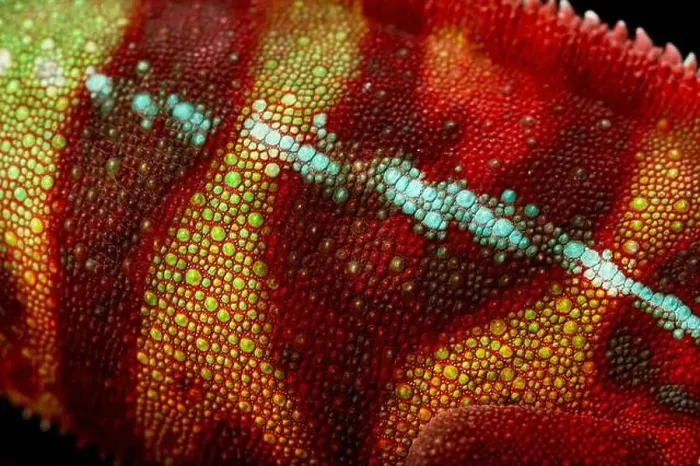 Framed Print : Chameleon skin detail (Furcifer pardalis) Framed Print : Chameleon skin detail (Furcifer pardalis)