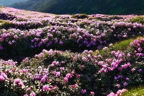 Charming pink rhododendron flowers at Carpathian mountains. Beautiful nature background and perfect summer wallpaper