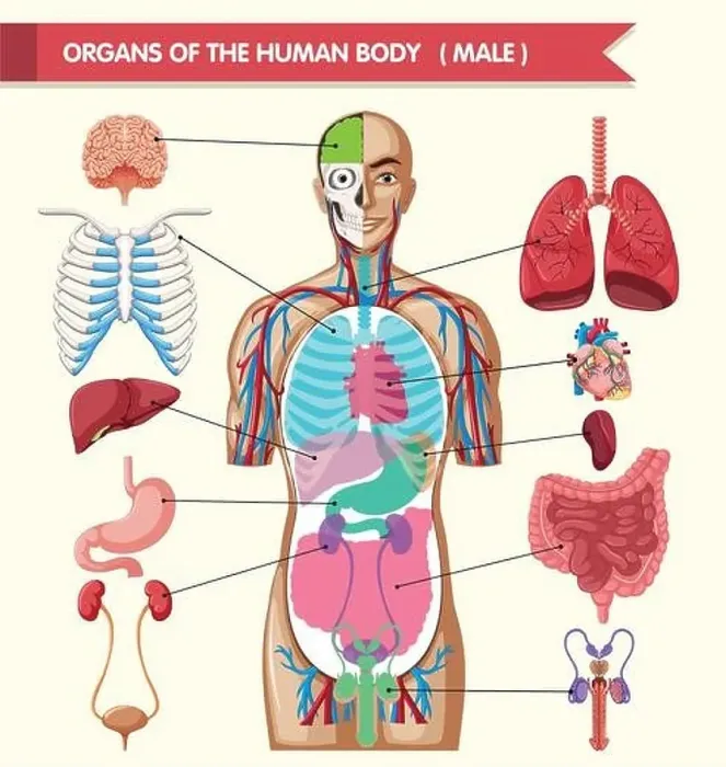Framed Print : Chart showing organs of human body illustration Framed Print : Chart showing organs of human body illustration