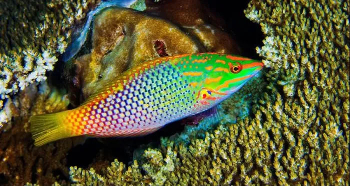 Framed Print : Checkerboard Wrasse, Halichoeres hortulanus Framed Print : Checkerboard Wrasse, Halichoeres hortulanus