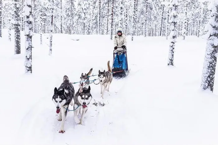 Framed Print : Cheerful girl having fun dog sledding in the snow, Lapland, Finland Framed Print : Cheerful girl having fun dog sledding in the snow, Lapland, Finland