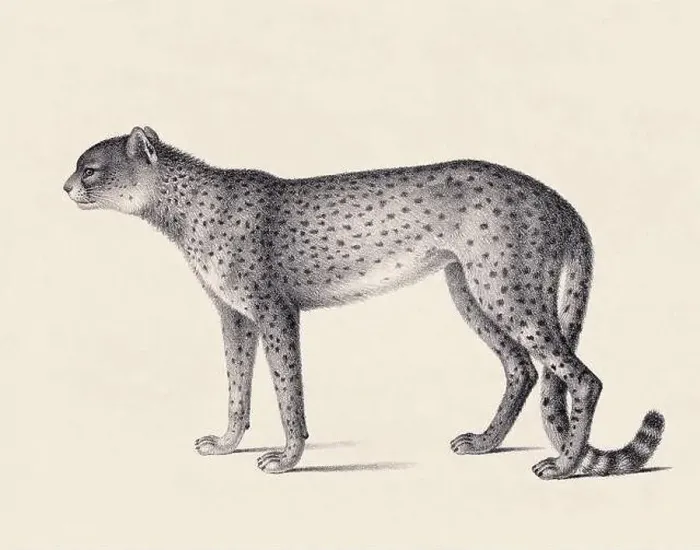 Framed Print : Cheetah illustration. Pencil sketch of a cheetah isolated on an aged beige background Framed Print : Cheetah illustration. Pencil sketch of a cheetah isolated on an aged beige background