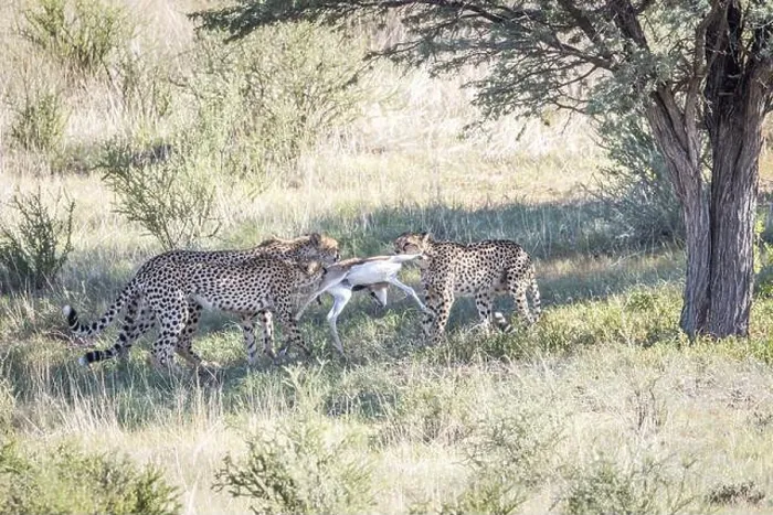 Framed Print : Cheetahs with a baby Springbok kill in the Kgalagadi Transfrontier Park, South Africa, Africa Framed Print : Cheetahs with a baby Springbok kill in the Kgalagadi Transfrontier Park, South Africa, Africa