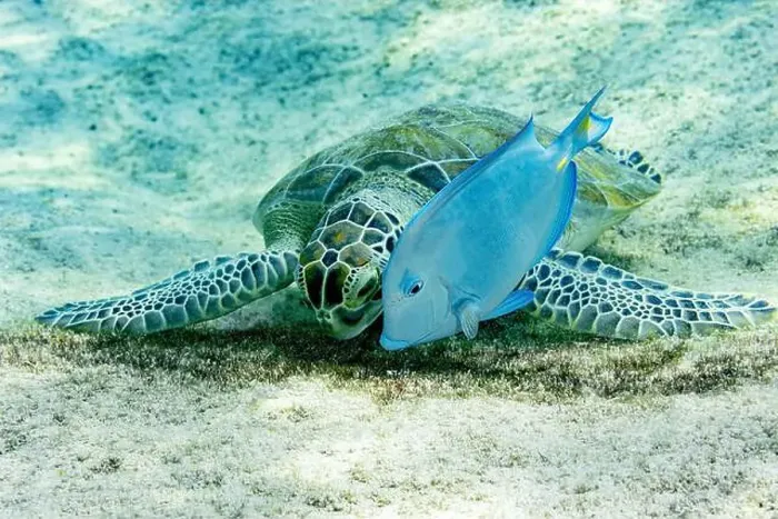 Framed Print : A Chelonia mydas or Green Sea Turtle resting on the seabed with an Acanthurus coeruleus or Blue Tang swimming nearby Framed Print : A Chelonia mydas or Green Sea Turtle resting on the seabed with an Acanthurus coeruleus or Blue Tang swimming nearby