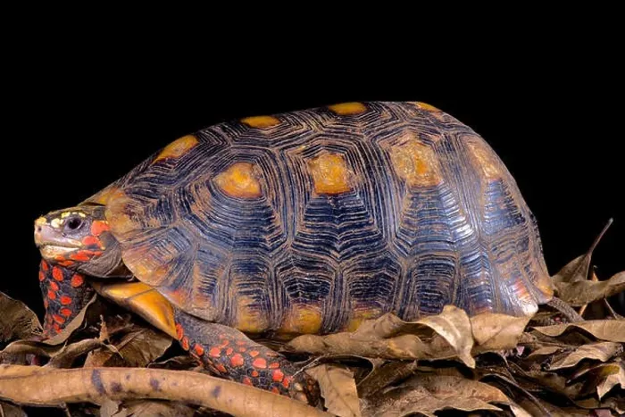 Framed Print : Chelonoidis carbonaria, Red-footed tortoise Framed Print : Chelonoidis carbonaria, Red-footed tortoise
