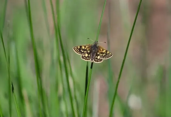 Framed Print : Chequered Skipper Butterfly resting on soft rush stem, Lochaber, Scotland, May Framed Print : Chequered Skipper Butterfly resting on soft rush stem, Lochaber, Scotland, May