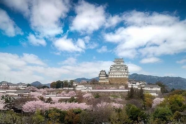 Cherry blossom flowers season during spring season with Himeji castle and nice sky cloud in Himeji city, Hyogo near Osaka, Japan. Japan tourism, histo