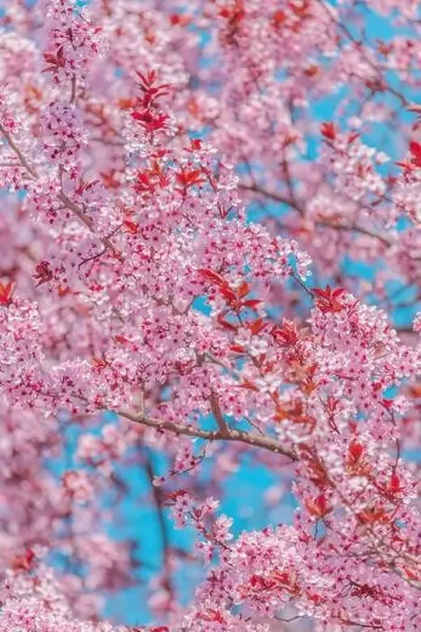 Framed Print : Cherry orchard in bloom, pink blossoming tree branches in spring, selective focus Framed Print : Cherry orchard in bloom, pink blossoming tree branches in spring, selective focus