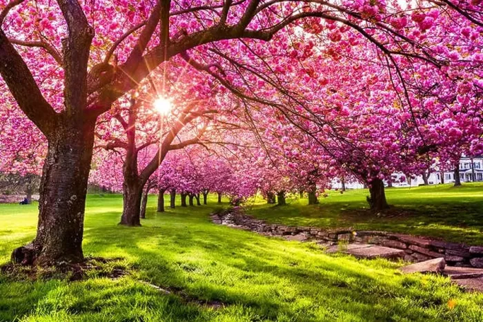 Framed Print : Cherry tree blossom explosion in Hurd Park, Dover, New Jersey Framed Print : Cherry tree blossom explosion in Hurd Park, Dover, New Jersey