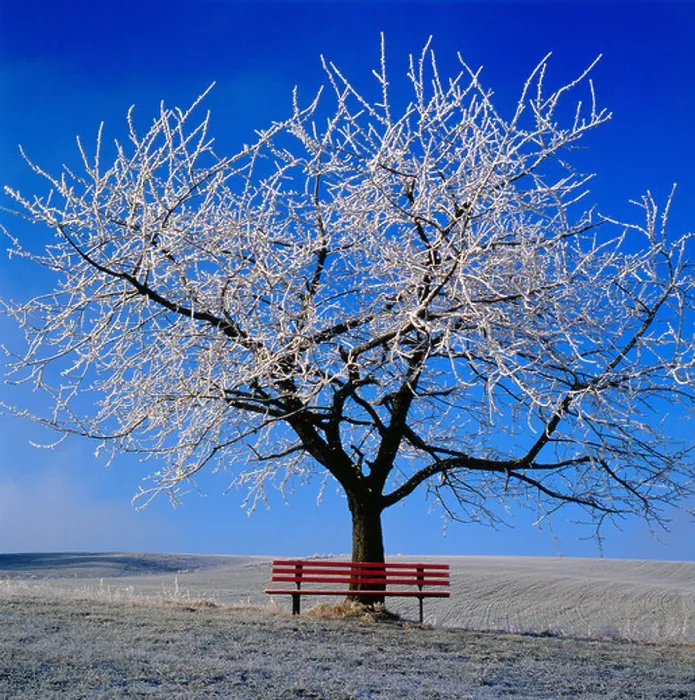 Framed Print : cherry tree in winter with red bench, Germany. Photo by Willy Matheisl Framed Print : cherry tree in winter with red bench, Germany. Photo by Willy Matheisl