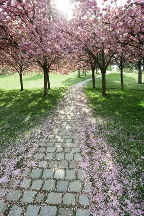 Framed Print : Cherry trees in full blossom at Seepark, Freiburg im Breisgau, Baden-Wuerttemberg, Germany, Europe Framed Print : Cherry trees in full blossom at Seepark, Freiburg im Breisgau, Baden-Wuerttemberg, Germany, Europe