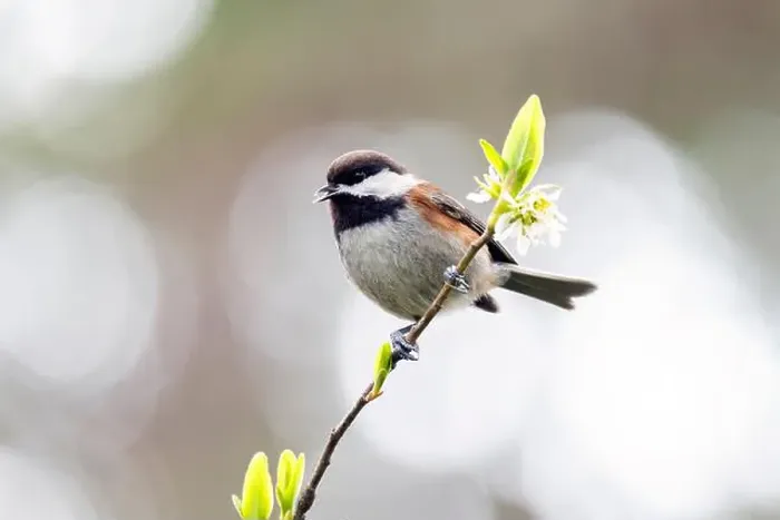 Framed Print : Chestnut-backed chickadee (Poecile rufescens) - Beacon Hill Park - Victoria, Vancouver Island, British Columbia, Canada
