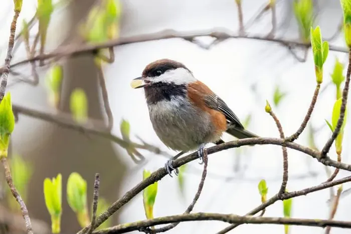 Framed Print : Chestnut-backed chickadee (Poecile rufescens) - Beacon Hill Park - Victoria, Vancouver Island, British Columbia, Canada