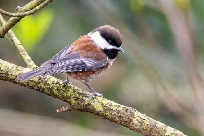 Framed Print : Chestnut-backed chickadee (Poecile rufescens) - Beacon Hill Park - Victoria, Vancouver Island, British Columbia, Canada
