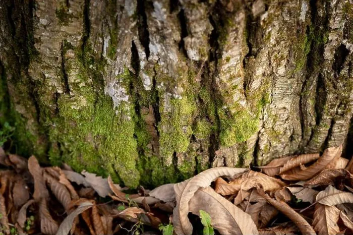 Framed Print : Chestnut trunk in the woods at the foot of the Maritime Alps near the city of Cuneo, Piedmont (Italy) Framed Print : Chestnut trunk in the woods at the foot of the Maritime Alps near the city of Cuneo, Piedmont (Italy)