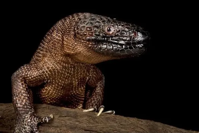 Framed Print : Chiapan Beaded Lizard (Heloderma alvarezii) Framed Print : Chiapan Beaded Lizard (Heloderma alvarezii)
