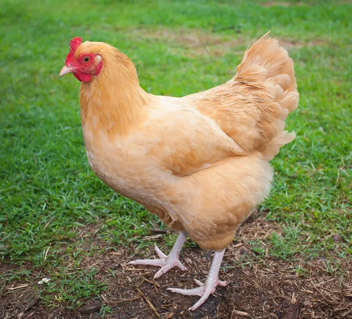 Framed Print : Chicken with bright yellow feathers with grass in the background Framed Print : Chicken with bright yellow feathers with grass in the background