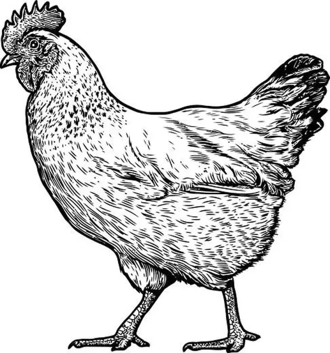 Framed Print : Chicken illustration, drawing, engraving, line art, realistic Framed Print : Chicken illustration, drawing, engraving, line art, realistic