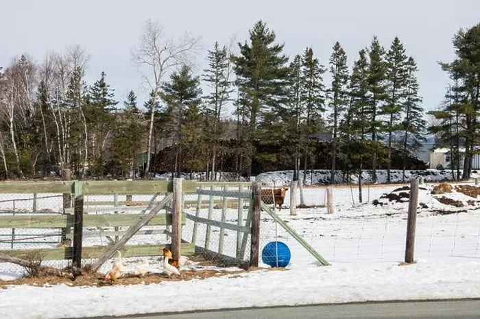 Framed Print : Chickens on a farm in Whitney in Miramichi, New Brunswick, Canada Framed Print : Chickens on a farm in Whitney in Miramichi, New Brunswick, Canada