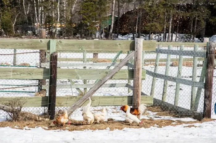 Framed Print : Chickens on a farm in Whitney in Miramichi, New Brunswick, Canada Framed Print : Chickens on a farm in Whitney in Miramichi, New Brunswick, Canada
