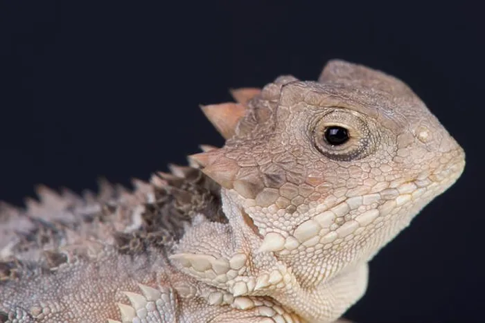 Framed Print : Chihuahua desert horned lizard (Phrynosoma orbiculare) Framed Print : Chihuahua desert horned lizard (Phrynosoma orbiculare)