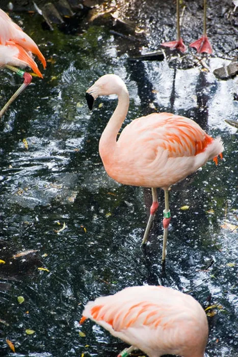 Framed Print : Chilean Flamingo (Phoenicopterus chilensis), pink