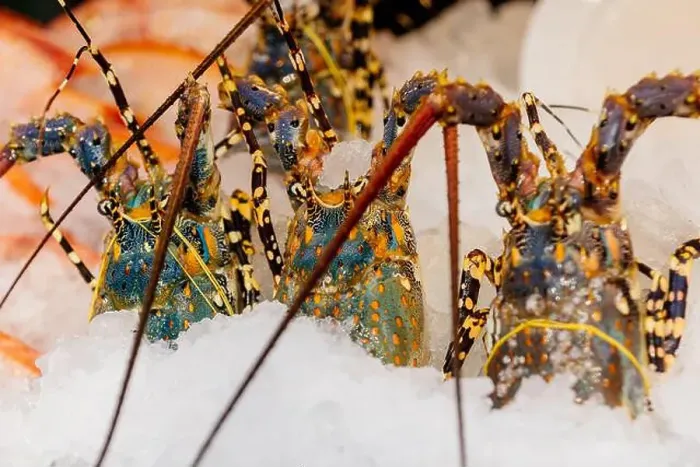 Framed Print : Chilled lobsters in ice on the counter. A concession of healthy eating and seafood Framed Print : Chilled lobsters in ice on the counter. A concession of healthy eating and seafood