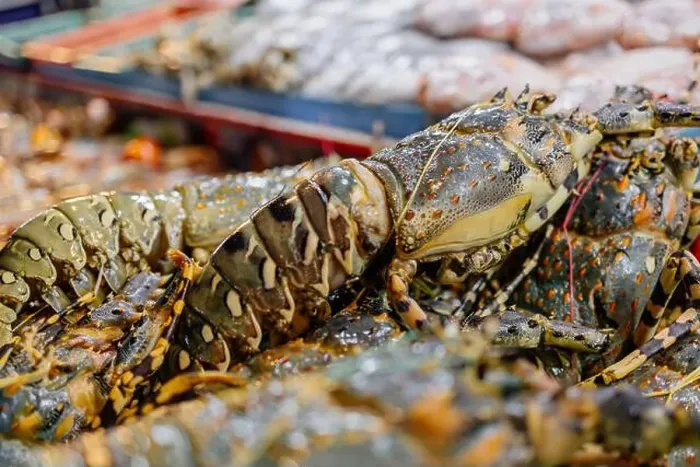 Framed Print : Chilled lobsters in ice on the counter. A concession of healthy eating and seafood Framed Print : Chilled lobsters in ice on the counter. A concession of healthy eating and seafood