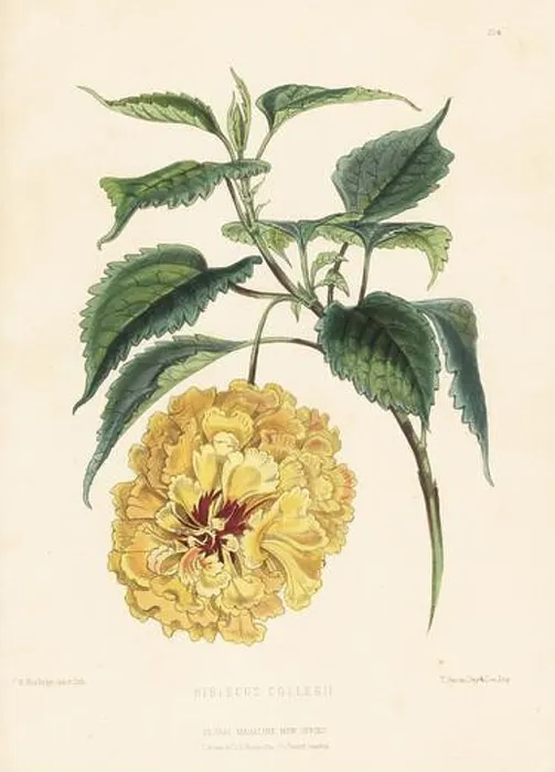 Framed Print : China rose, Hibiscus collerii, Hibiscus rosa-sinensis Framed Print : China rose, Hibiscus collerii, Hibiscus rosa-sinensis