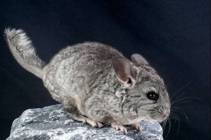 Framed Print : Chinchilla Framed Print : Chinchilla