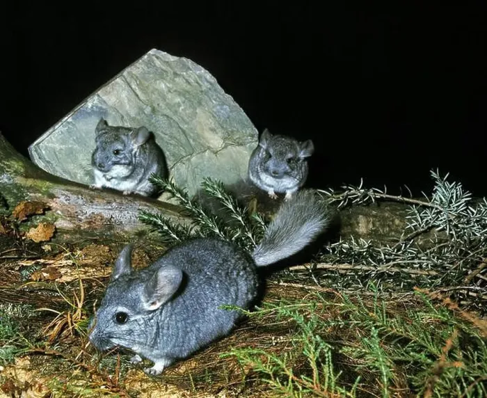 Framed Print : Chinchillas, chinchilla laniger Framed Print : Chinchillas, chinchilla laniger