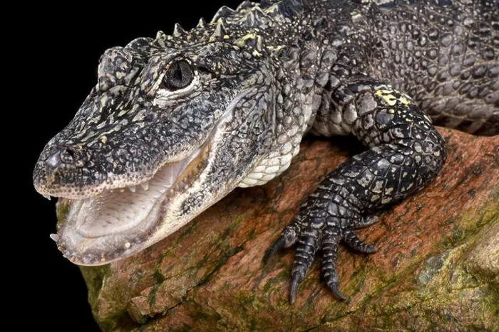 Framed Print : Chinese alligator (Alligator sinensis) Framed Print : Chinese alligator (Alligator sinensis)