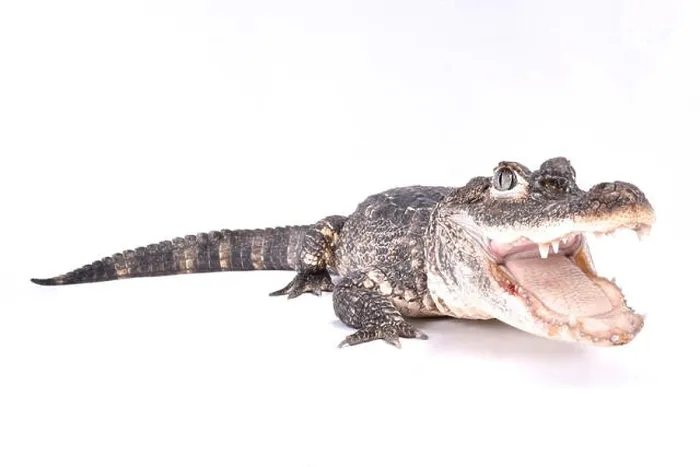 Framed Print : Chinese alligator, Alligator sinensis