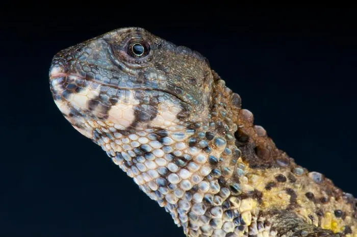 Framed Print : Chinese crocodile lizard / Shinisaurus crocodilirus Framed Print : Chinese crocodile lizard / Shinisaurus crocodilirus