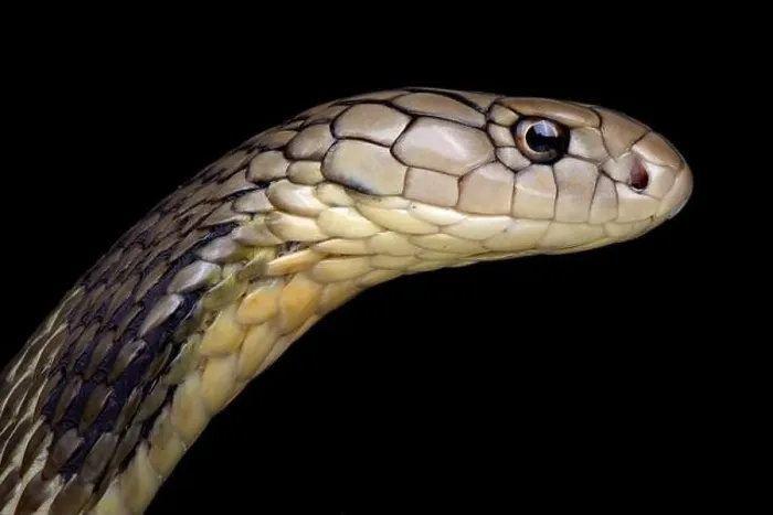 Framed Print : Chinese King cobra (Ophiophagus Hannah) Framed Print : Chinese King cobra (Ophiophagus Hannah)