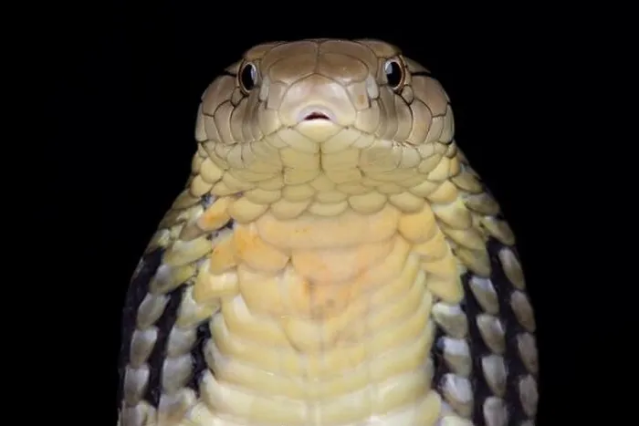 Framed Print : Chinese King cobra (Ophiophagus Hannah) Framed Print : Chinese King cobra (Ophiophagus Hannah)