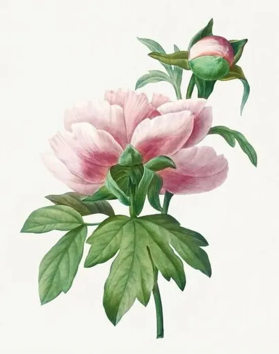 Framed Print : Chinese Peony. Beautiful flower illustration. Antique Botanical art by Pierre Joseph Redouté. Circa 1833 Framed Print : Chinese Peony. Beautiful flower illustration. Antique Botanical art by Pierre Joseph Redouté. Circa 1833