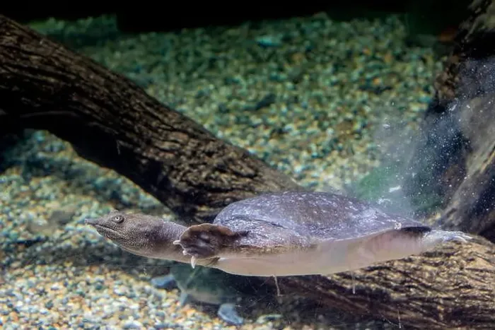 Framed Print : The Chinese softshell turtle (Pelodiscus sinensis) in the water Framed Print : The Chinese softshell turtle (Pelodiscus sinensis) in the water